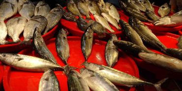 tezgahlara-palamut-mujdesi-Qou5Y