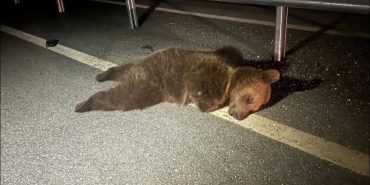 FB_IMG_1733611551770