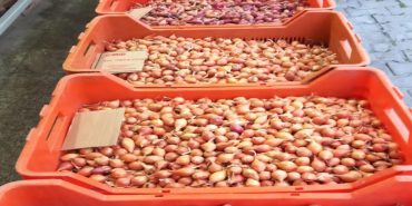 Cide_Arpacik_Sogan_Haber