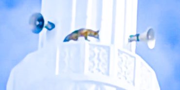 Screenshot_20250217_044958_Gallery