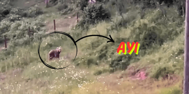 Ayı_20250607_114509_0000