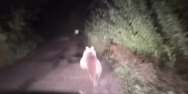 Screenshot_20251210_000133_Gallery