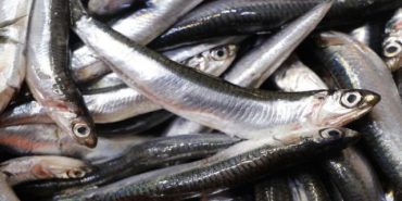 hamsi-d-vitamini-ihtiyacini-karsiliyor-1609577478