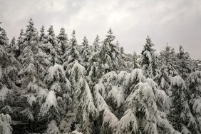aerial-foggy-landscape-with-evergreen-pine-trees-covered-with-fresh-fallen-snow-during-heavy-snowfall-winter-mountain-forest-cold-quiet-day_127089-24224