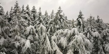 aerial-foggy-landscape-with-evergreen-pine-trees-covered-with-fresh-fallen-snow-during-heavy-snowfall-winter-mountain-forest-cold-quiet-day_127089-24224