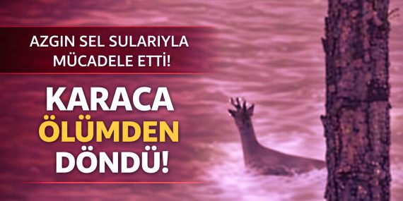 file_00000000a9007243b97dd8cb924cc55c